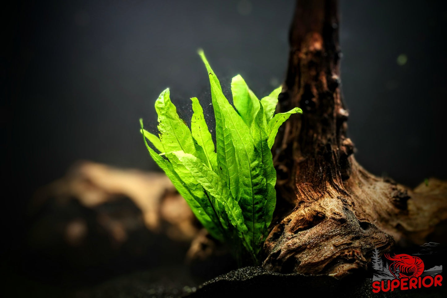 Java Fern (Microsorum pteropus) - Superior Shrimp & Aquatics