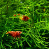 Java moss (Taxiphyllum barbieri) - Superior Shrimp & Aquatics