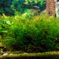 Java moss (Taxiphyllum barbieri) - Superior Shrimp & Aquatics