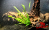 Jungle Vallisneria (Vallisneria americana) - Superior Shrimp & Aquatics