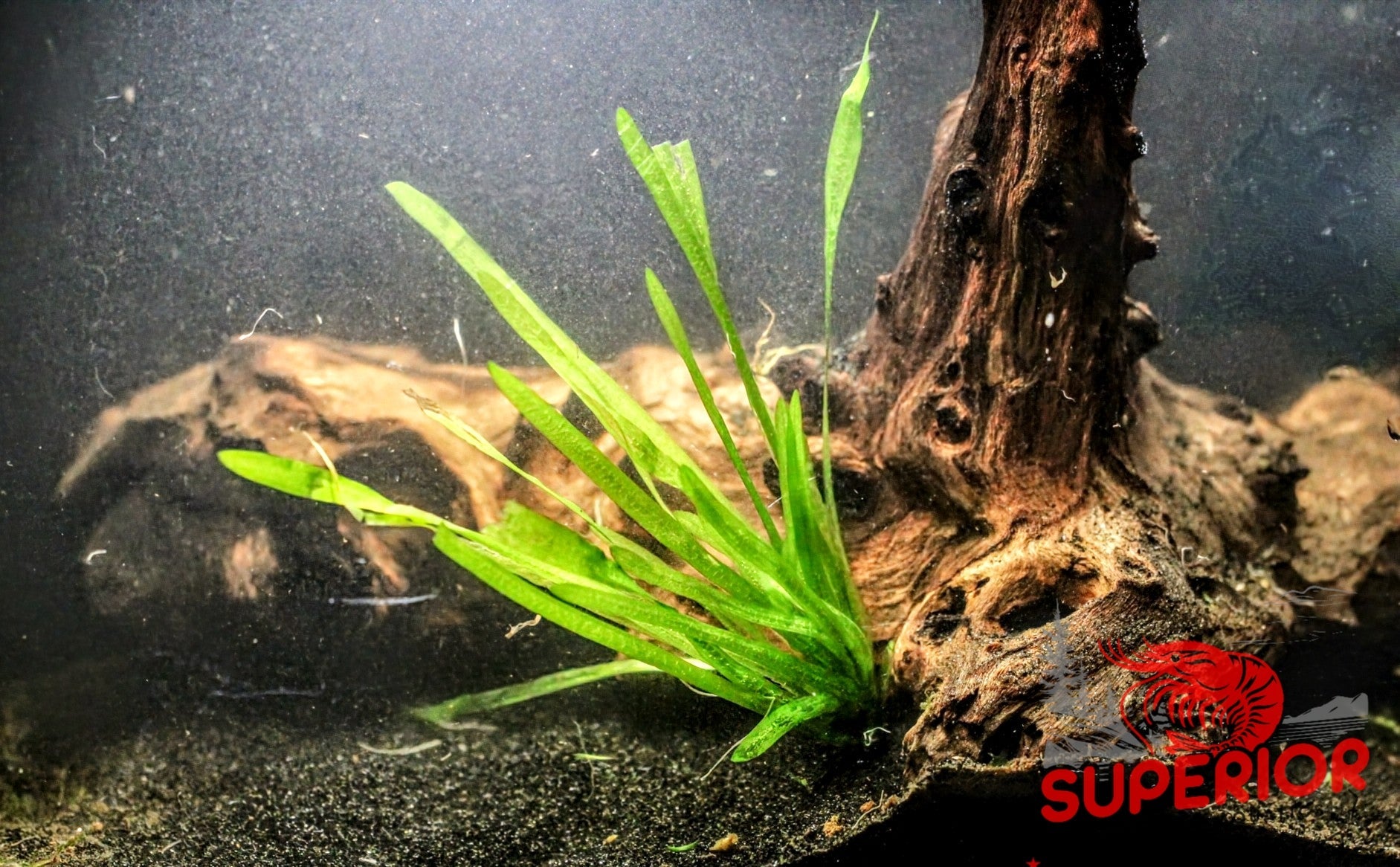 Jungle Vallisneria (Vallisneria americana) - Superior Shrimp & Aquatics