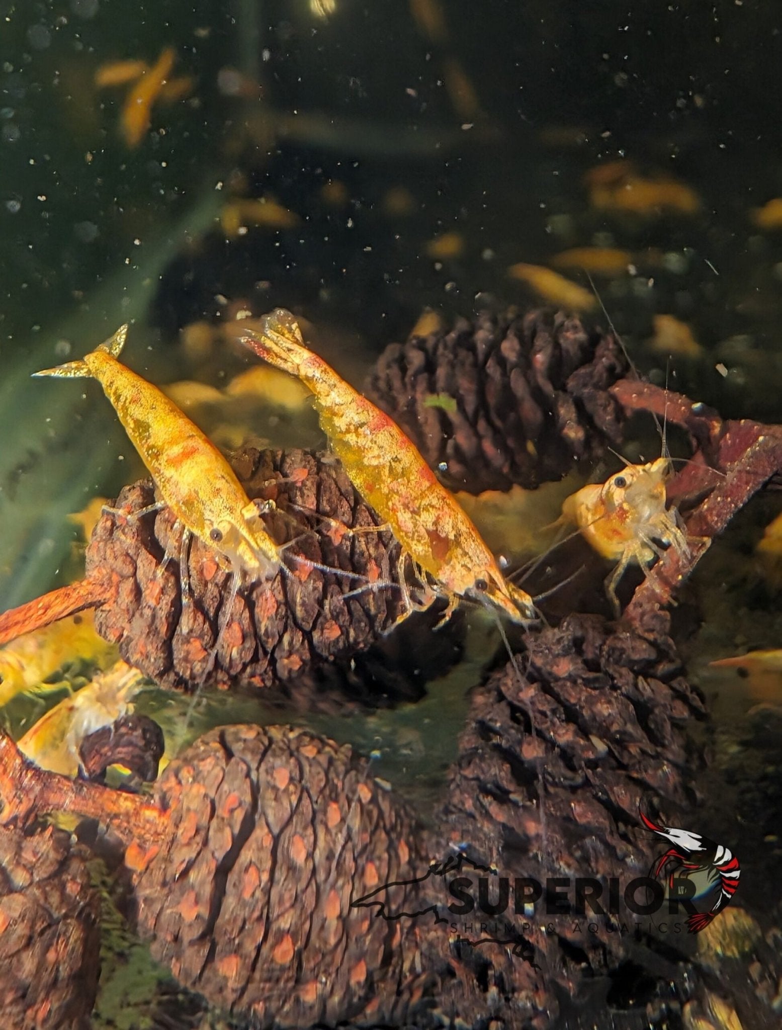 Koi Starburst Shrimp - Superior Shrimp & Aquatics