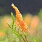 Koi Starburst Shrimp - Superior Shrimp & Aquatics