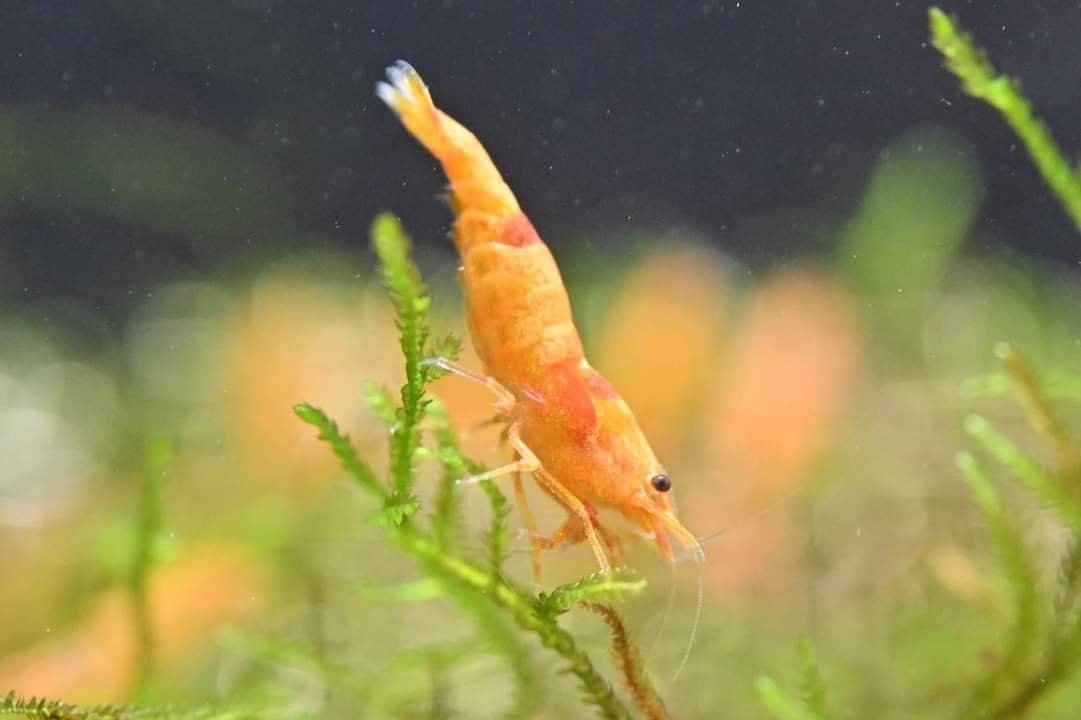 Koi Starburst Shrimp - Superior Shrimp & Aquatics