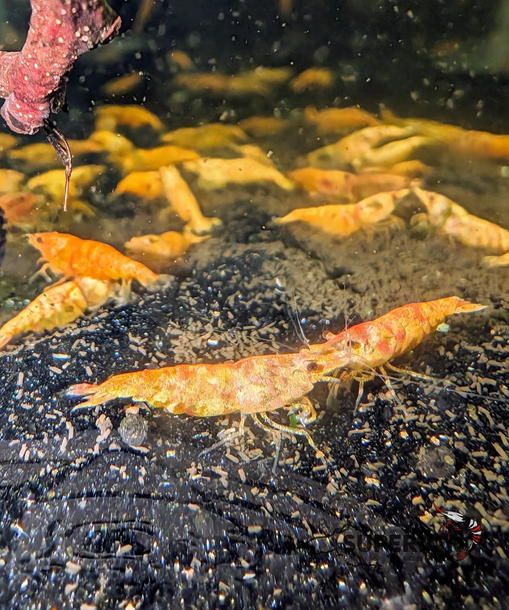 Koi Starburst Shrimp - Superior Shrimp & Aquatics