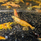 Koi Starburst Shrimp - Superior Shrimp & Aquatics