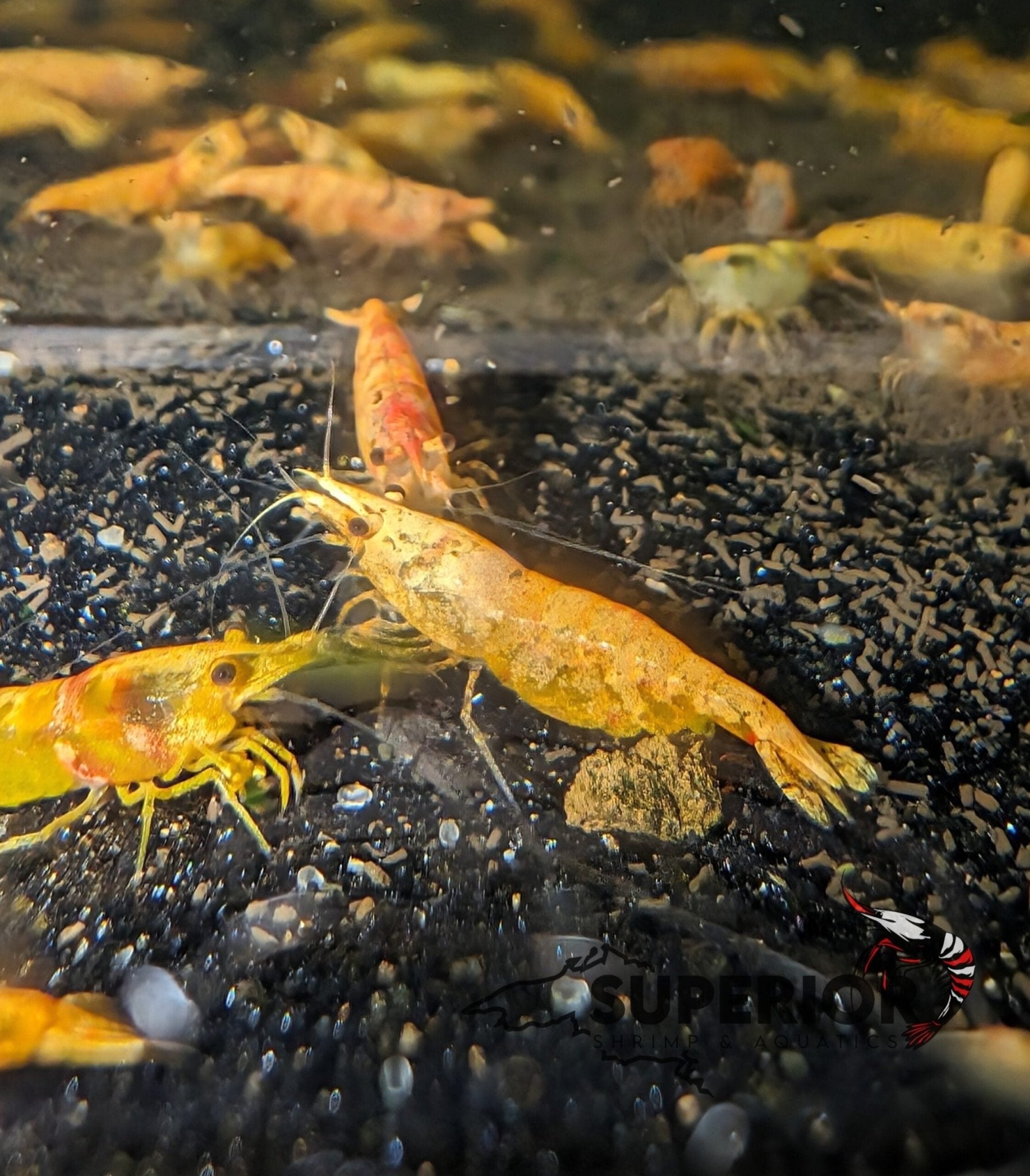 Koi Starburst Shrimp - Superior Shrimp & Aquatics