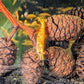 Koi Starburst Shrimp - Superior Shrimp & Aquatics