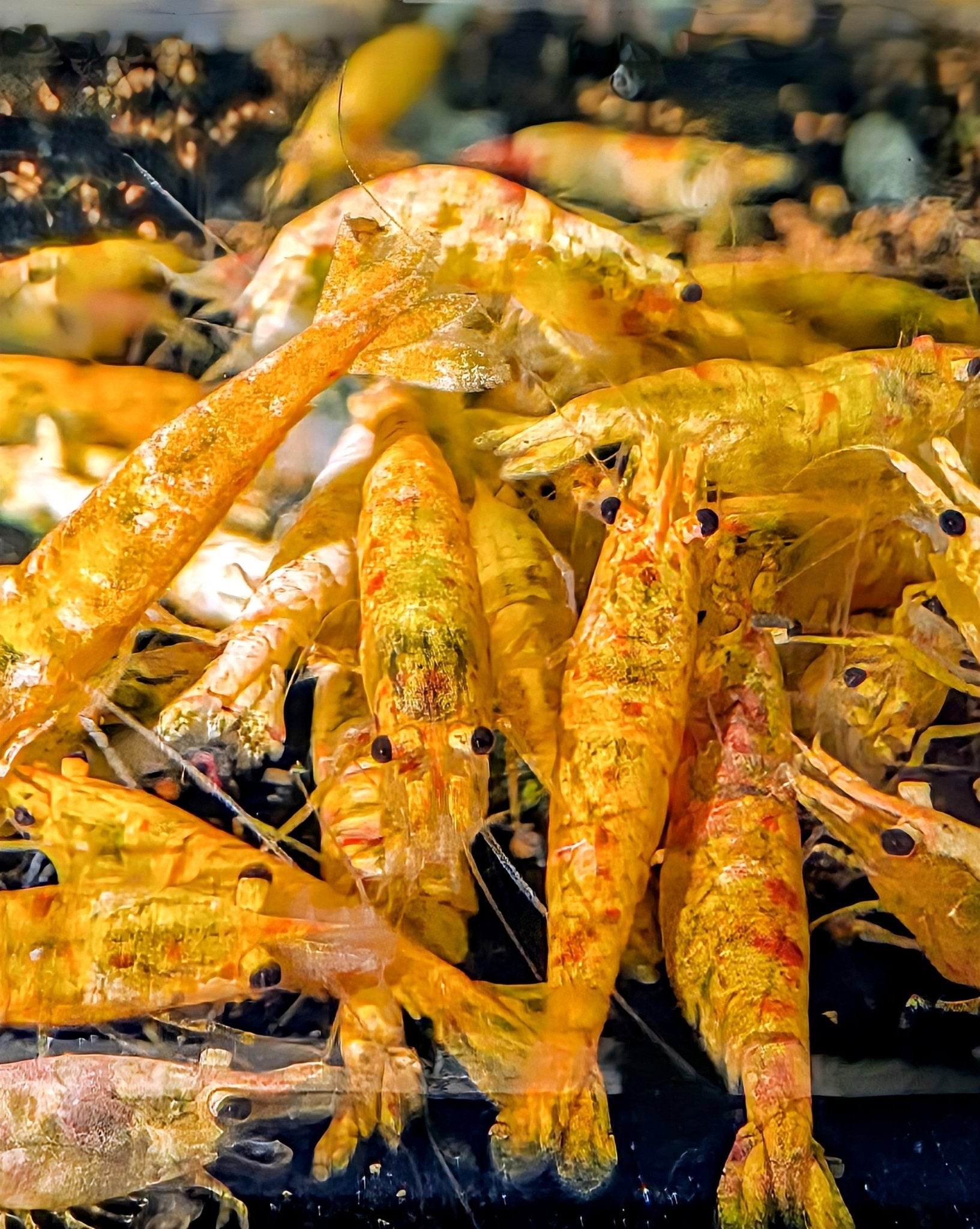 Koi Starburst Shrimp - Superior Shrimp & Aquatics