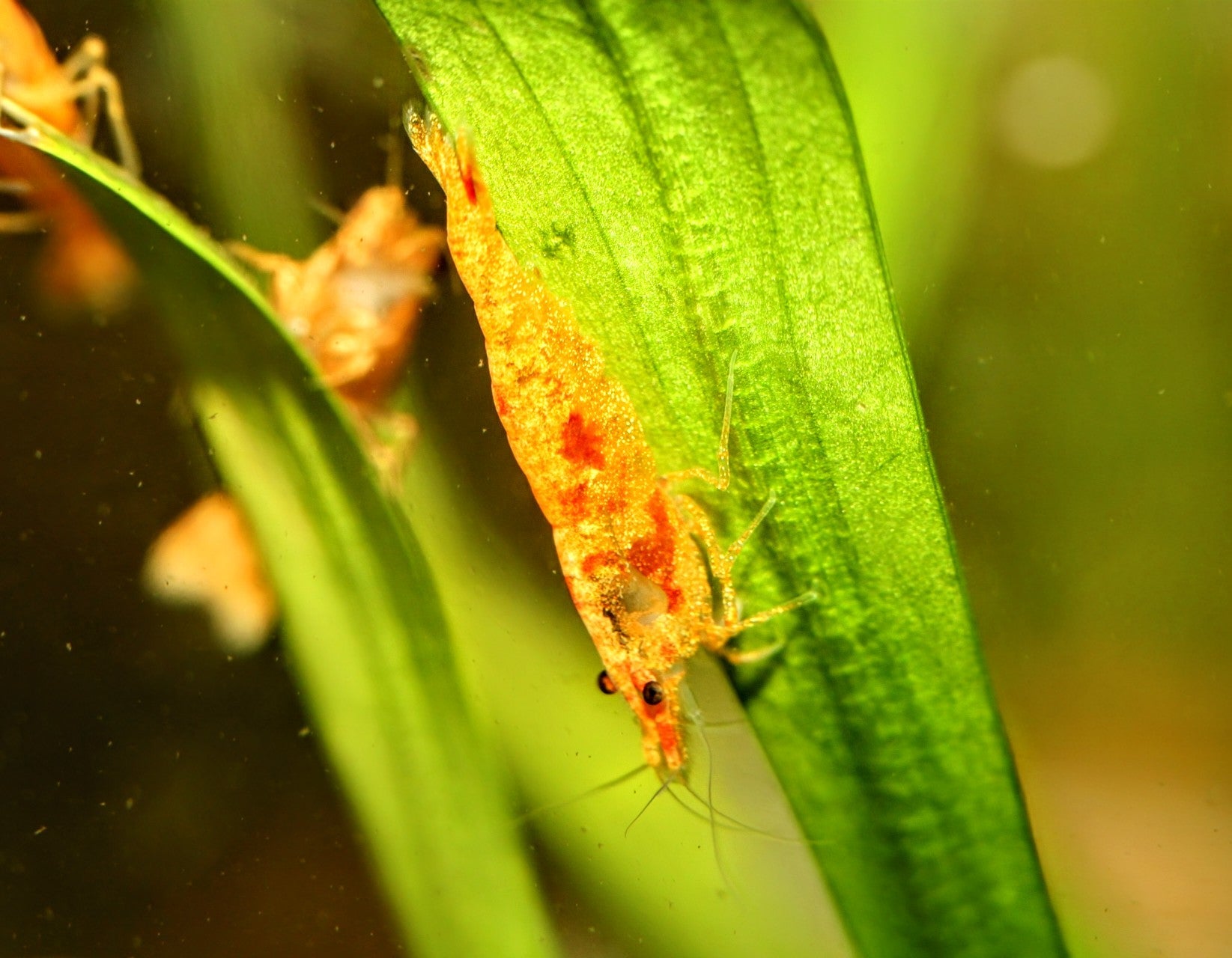 Koi Starburst Shrimp - Superior Shrimp & Aquatics