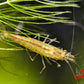 Lemon Yellow Amano Shrimp - Superior Shrimp & Aquatics