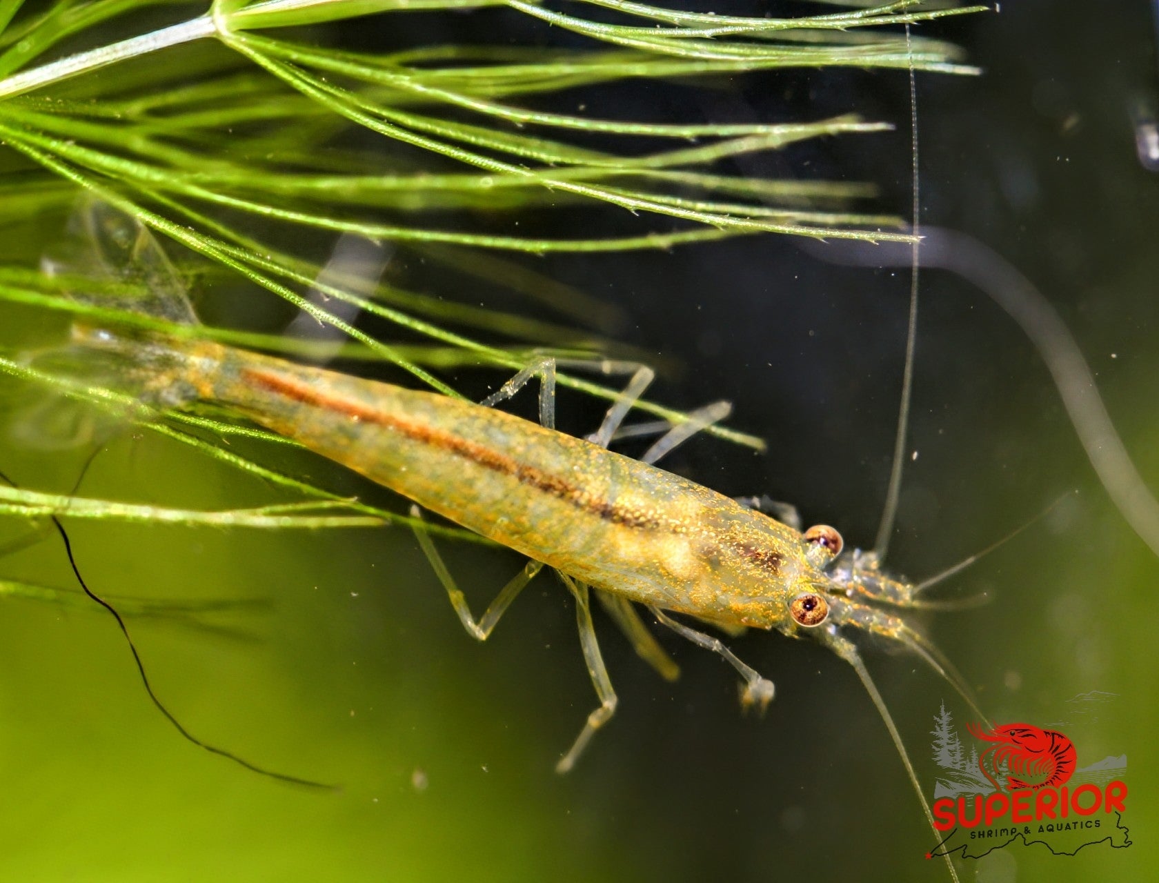 Lemon Yellow Amano Shrimp - Superior Shrimp & Aquatics