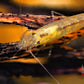 Lemon Yellow Amano Shrimp - Superior Shrimp & Aquatics