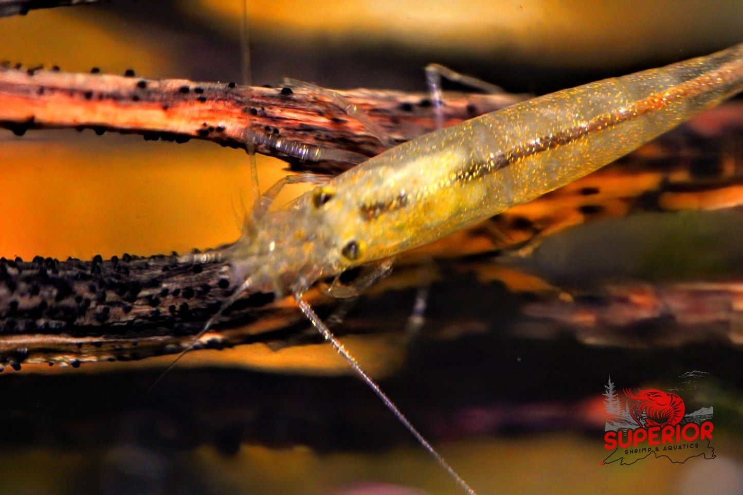 Lemon Yellow Amano Shrimp - Superior Shrimp & Aquatics