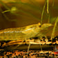 Lemon Yellow Amano Shrimp - Superior Shrimp & Aquatics