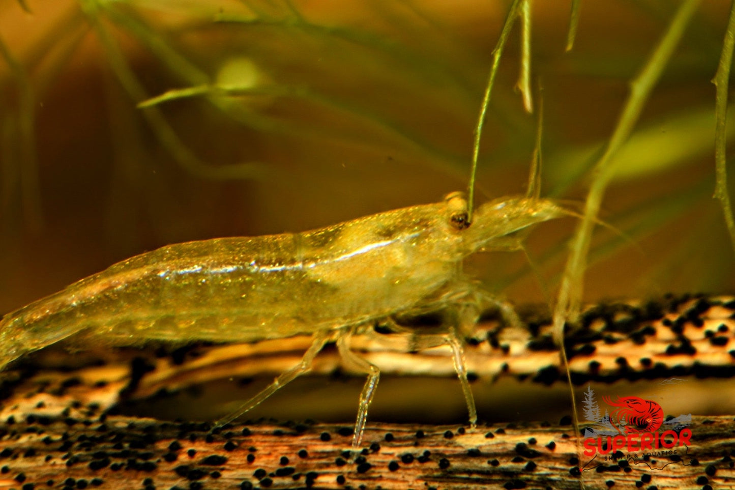 Lemon Yellow Amano Shrimp - Superior Shrimp & Aquatics