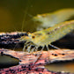 Lemon Yellow Amano Shrimp - Superior Shrimp & Aquatics