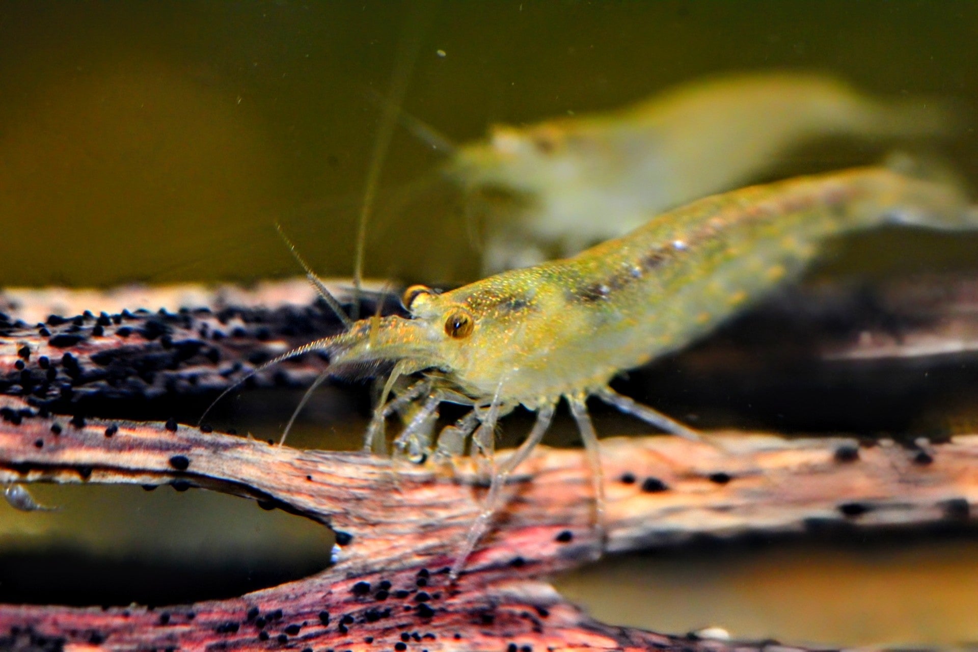 Lemon Yellow Amano Shrimp - Superior Shrimp & Aquatics