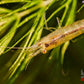 Lemon Yellow Amano Shrimp - Superior Shrimp & Aquatics