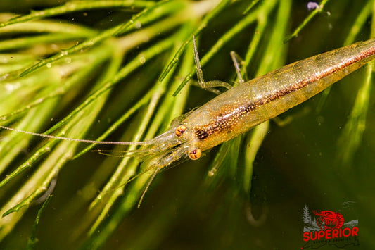 Lemon Yellow Amano Shrimp - Superior Shrimp & Aquatics