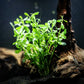 Moneywort (Bacopa monnieri) - Superior Shrimp & Aquatics