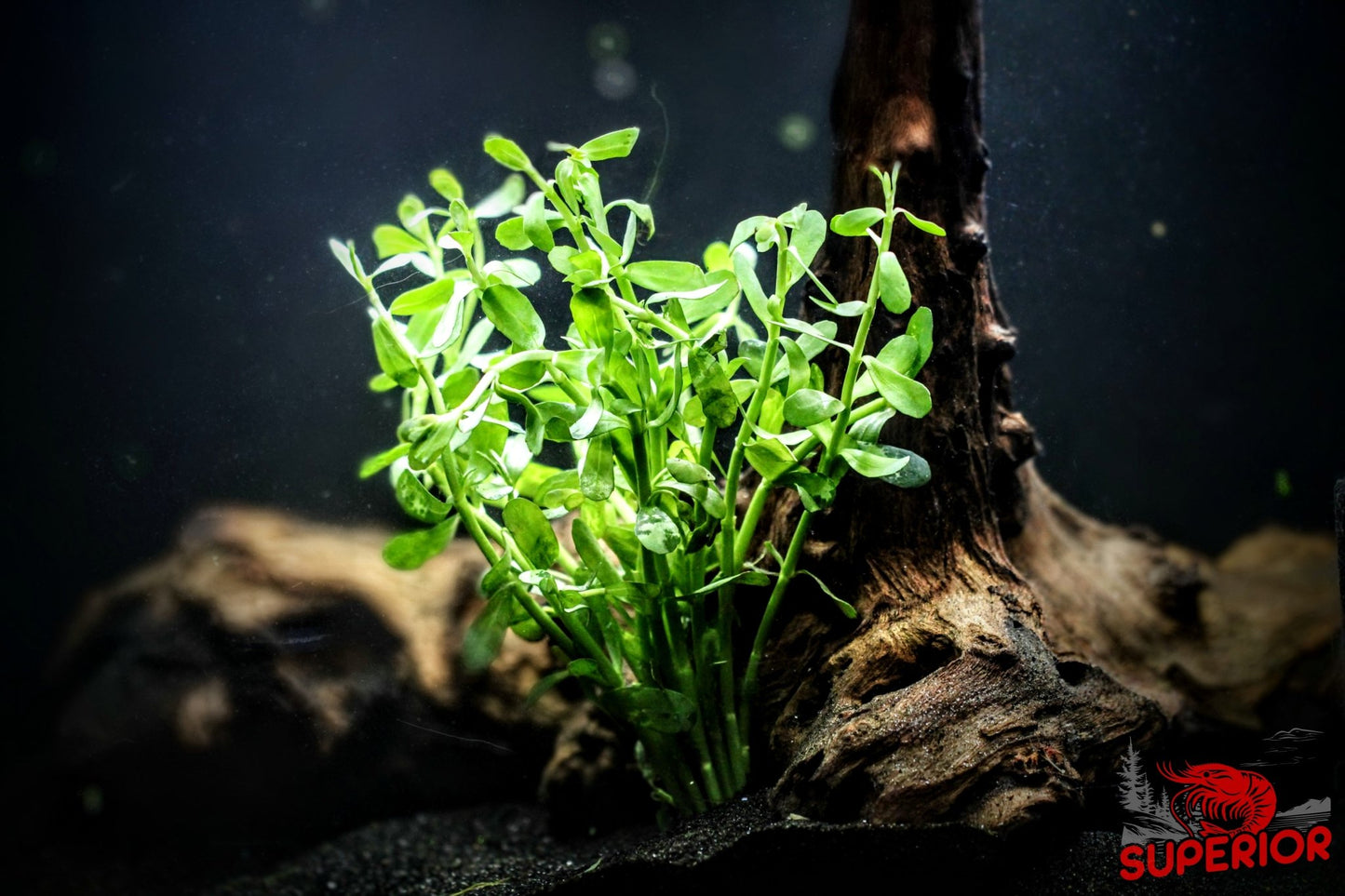 Moneywort (Bacopa monnieri) - Superior Shrimp & Aquatics