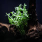 Moneywort (Bacopa monnieri) - Superior Shrimp & Aquatics