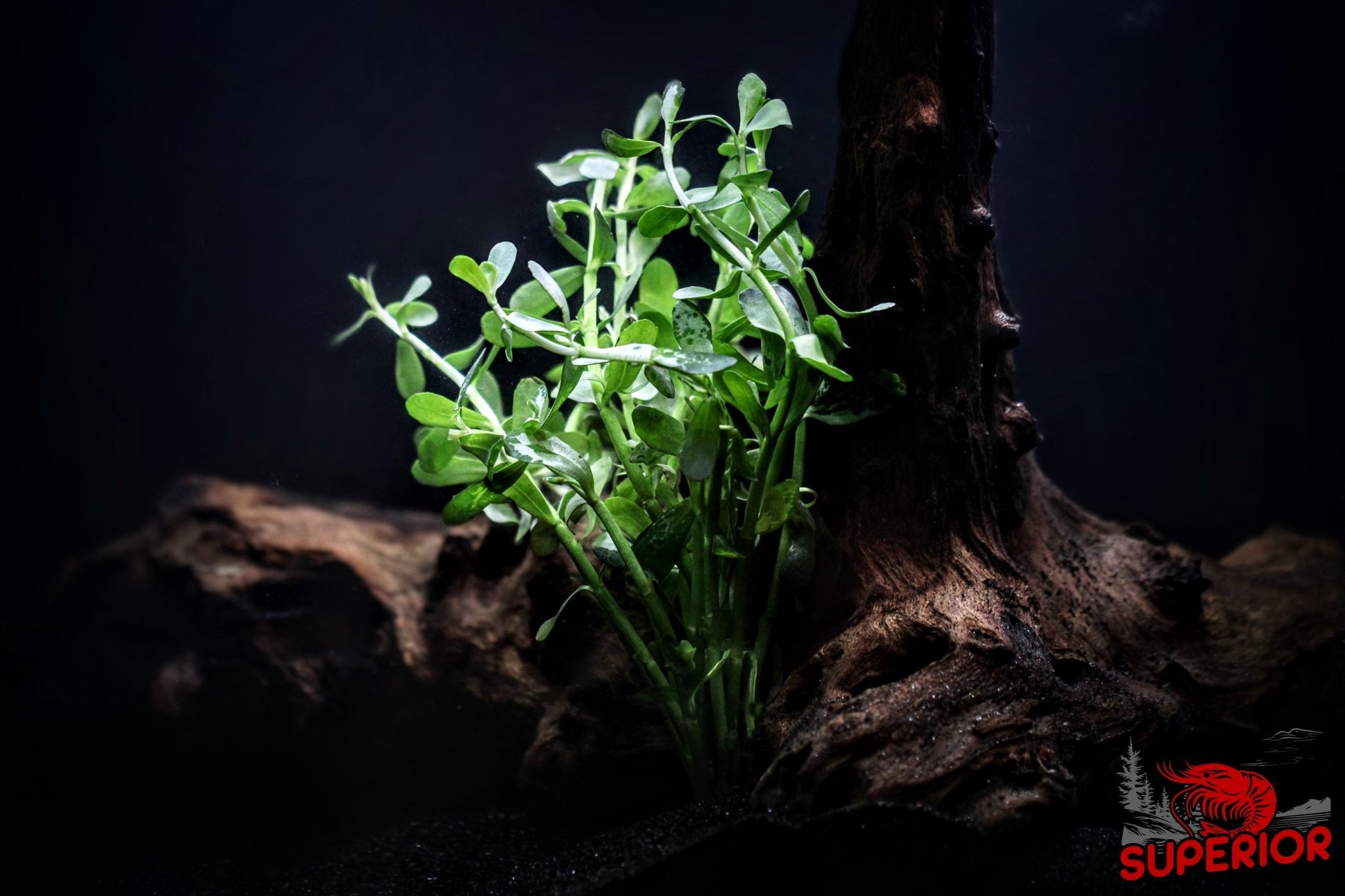 Moneywort (Bacopa monnieri) - Superior Shrimp & Aquatics