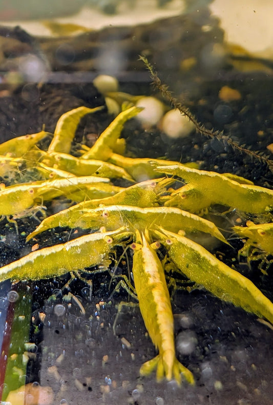 Orange Eye Yellow Goldenback Shrimp - Superior Shrimp & Aquatics