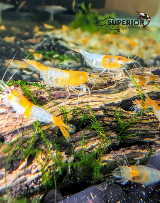 Orange Rili Shrimp - Superior Shrimp & Aquatics