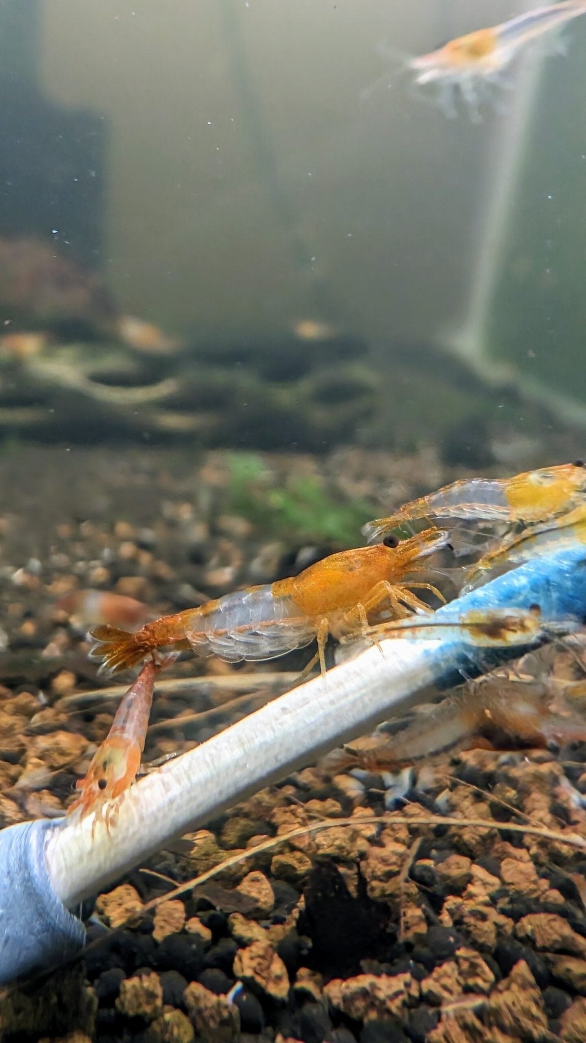 Orange Rili Shrimp - Superior Shrimp & Aquatics