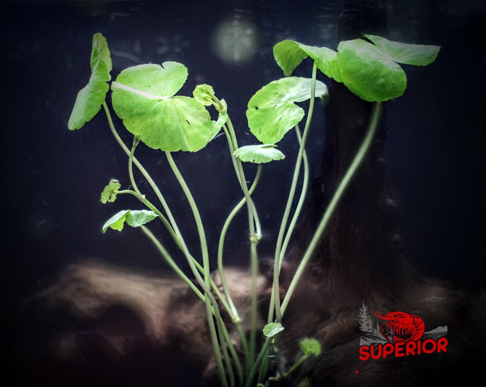 Pennywort (Hydrocotyle leucocephala) - Superior Shrimp & Aquatics