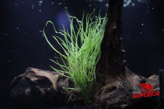 Pogostemon stellatus 'Dassen' - Superior Shrimp & Aquatics