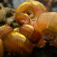 Ramshorn Snail - Superior Shrimp & Aquatics