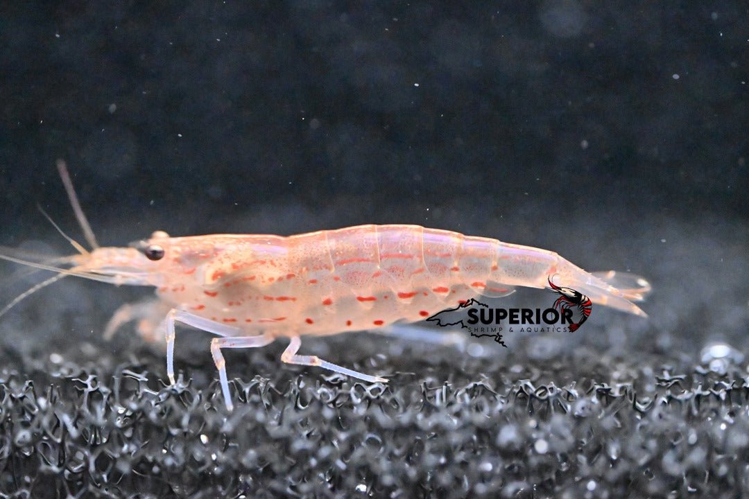 Red Amano Shrimp - Superior Shrimp & Aquatics