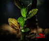 Red Flame Sword Plant (Echinodorus ‘Red Flame’) - Superior Shrimp & Aquatics