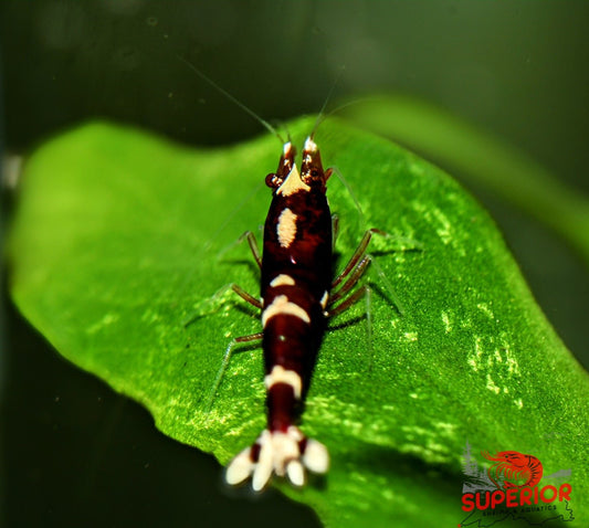 Red King Kong Shrimp - Superior Shrimp & Aquatics