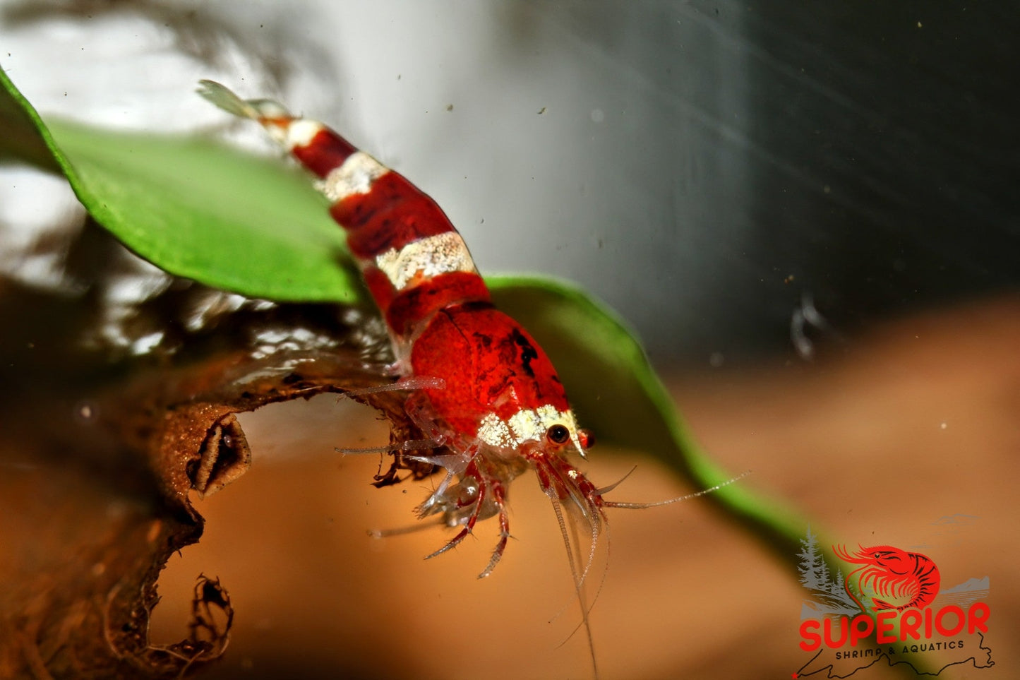 Red King Kong Shrimp - Superior Shrimp & Aquatics