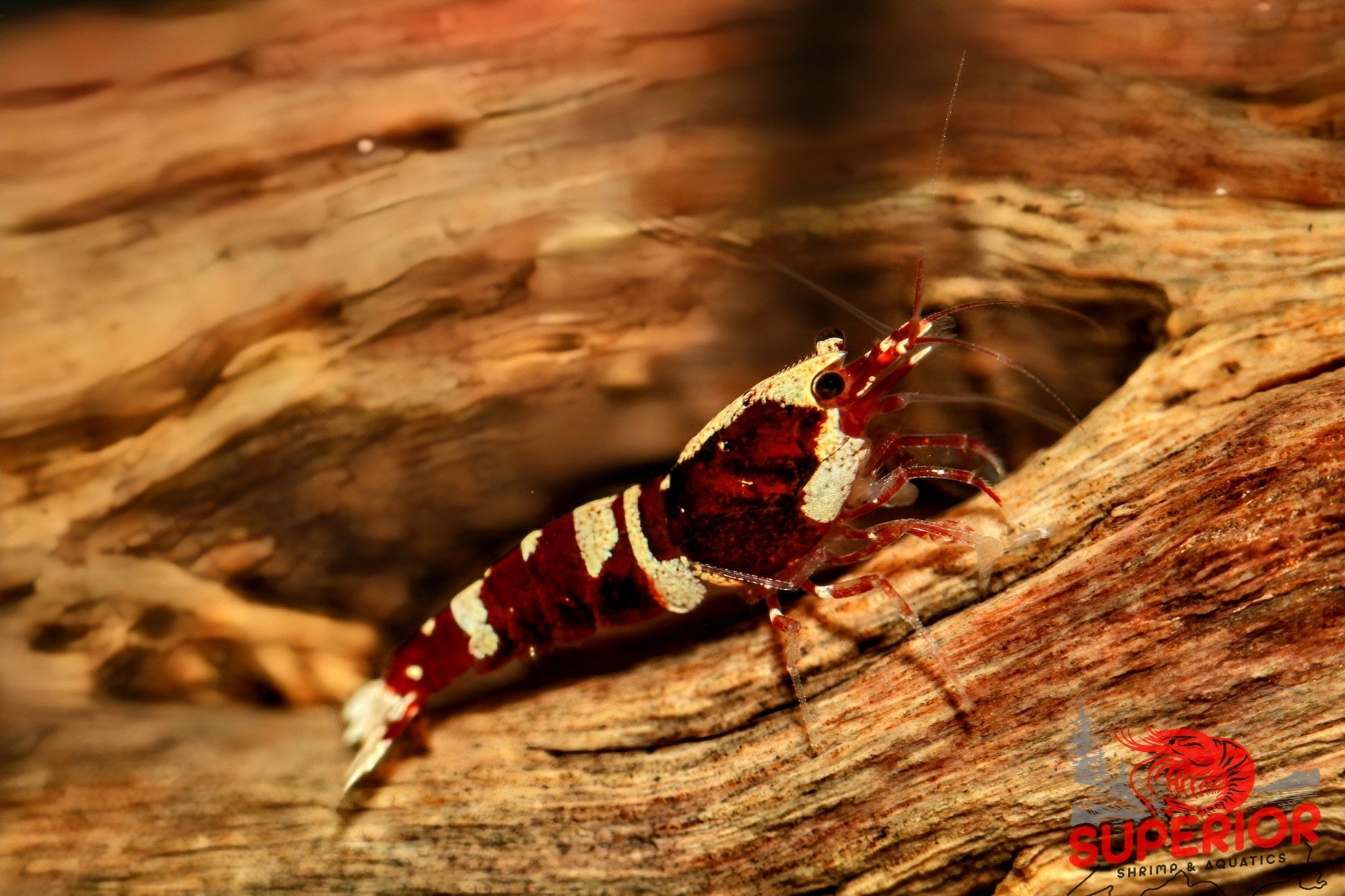 Red King Kong Shrimp - Superior Shrimp & Aquatics