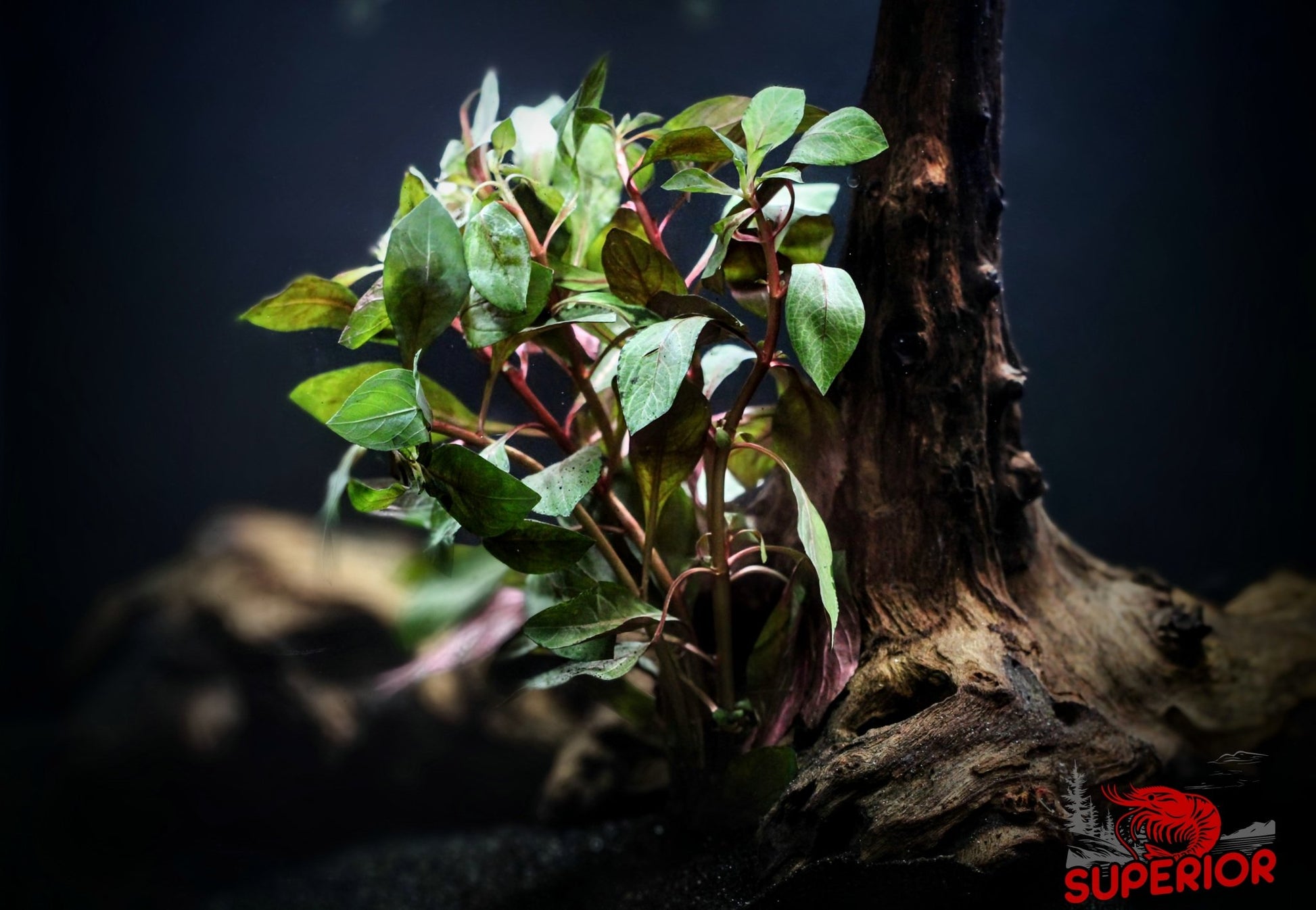 Red Ludwigia (Ludwigia sp. 'Red') - Superior Shrimp & Aquatics