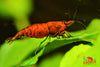 Red Onyx Shrimp - Superior Shrimp & Aquatics