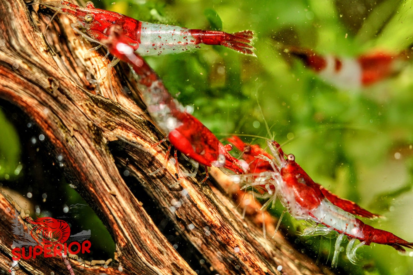 Red Rili Shrimp - Superior Shrimp & Aquatics