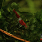 Red Rili Shrimp - Superior Shrimp & Aquatics