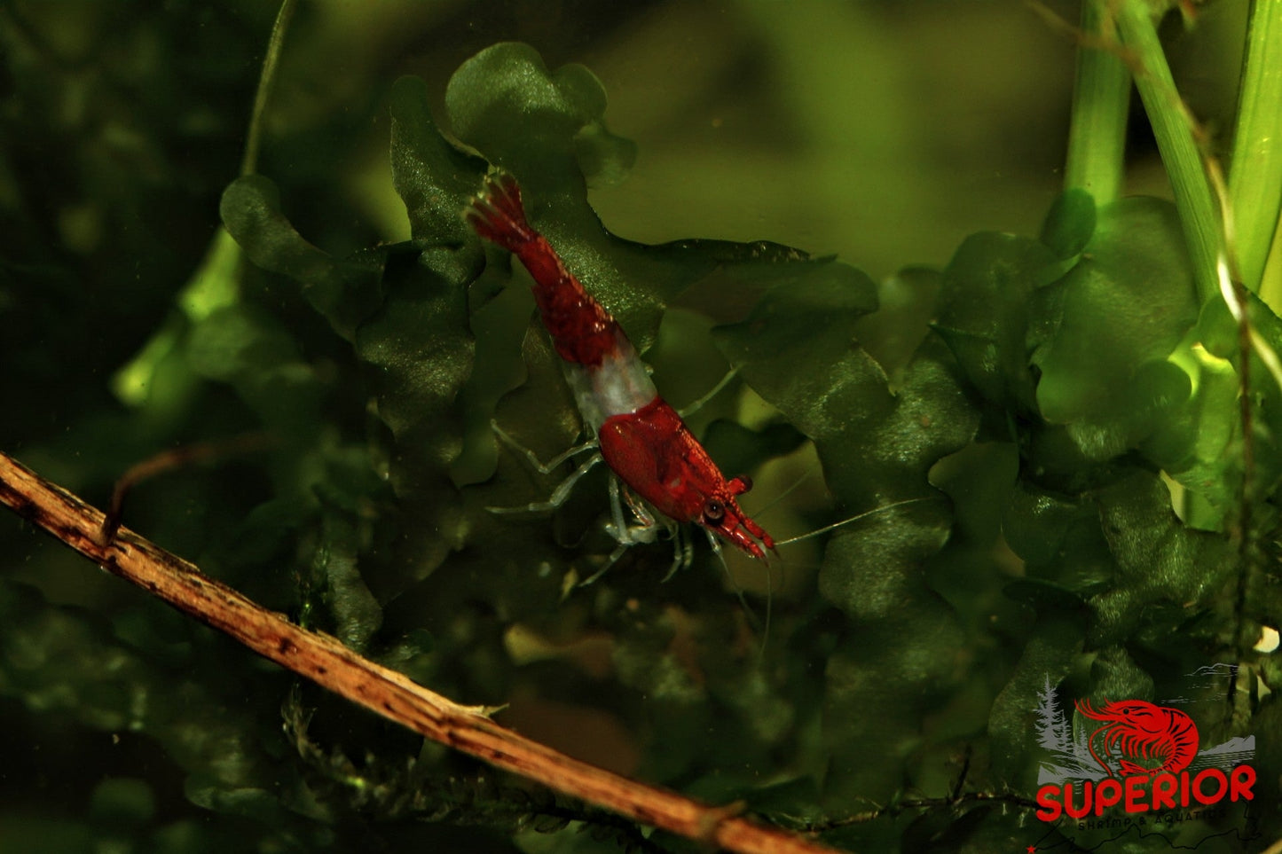 Red Rili Shrimp - Superior Shrimp & Aquatics