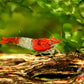 Red Rili Shrimp - Superior Shrimp & Aquatics