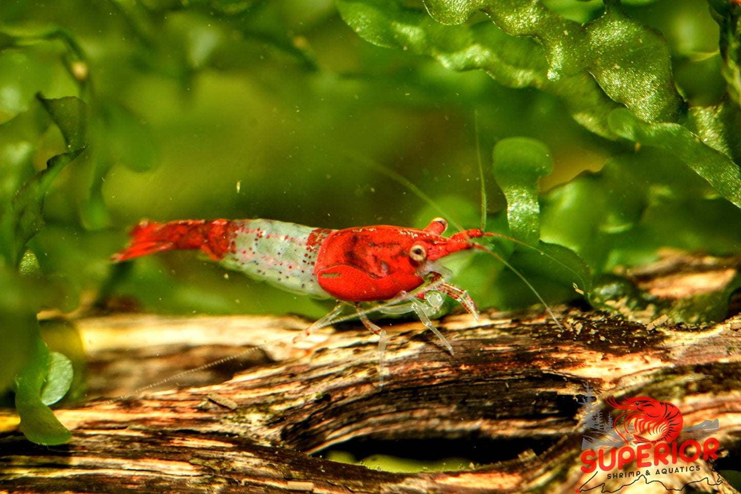 Red Rili Shrimp - Superior Shrimp & Aquatics