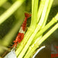 Red Rili Shrimp - Superior Shrimp & Aquatics