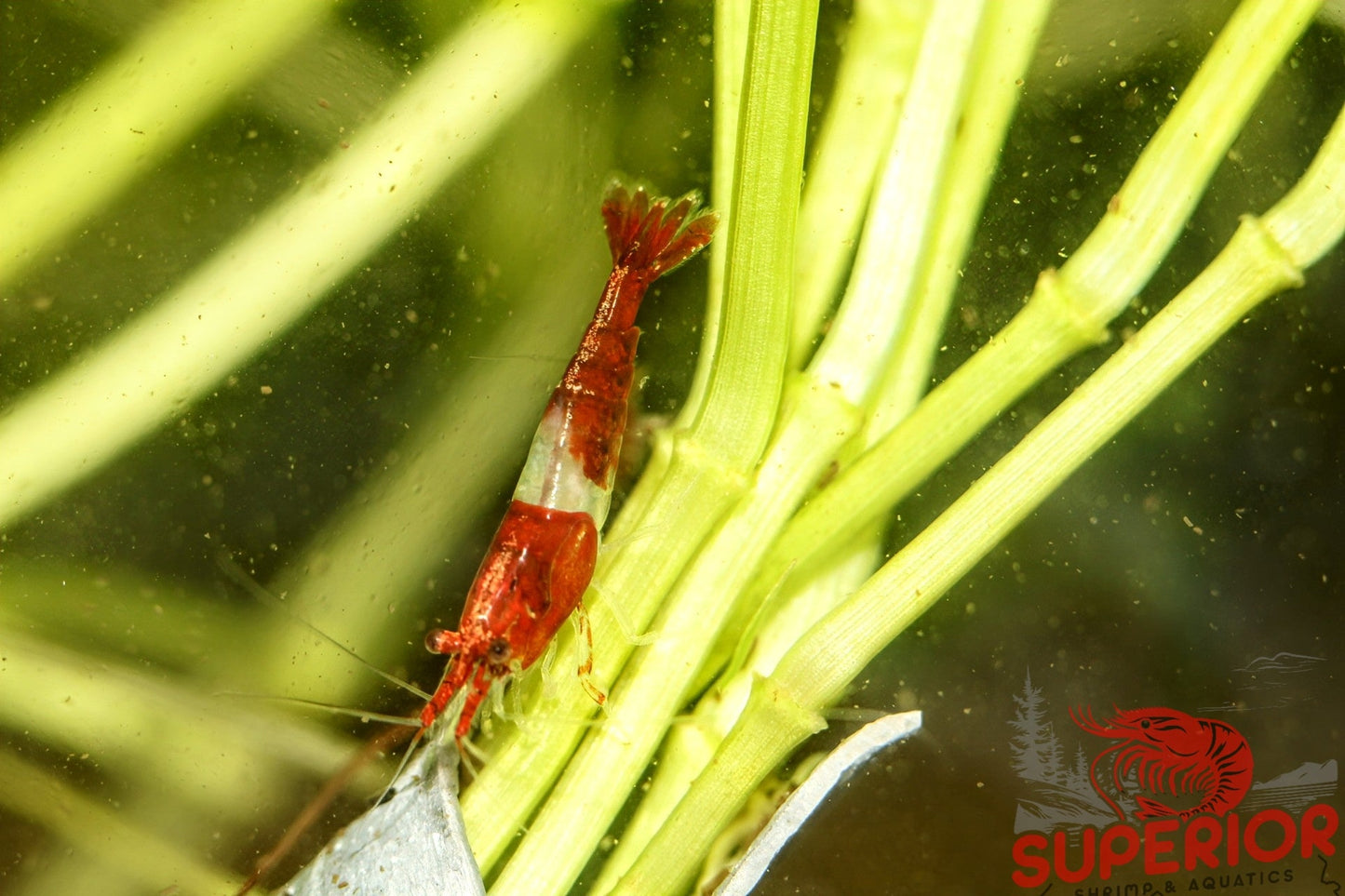 Red Rili Shrimp - Superior Shrimp & Aquatics