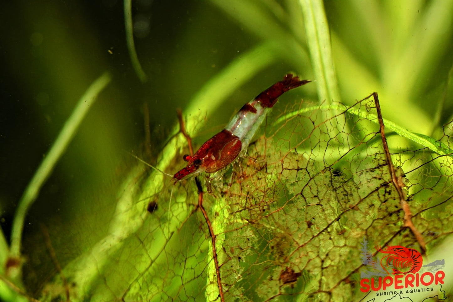 Red Rili Shrimp - Superior Shrimp & Aquatics