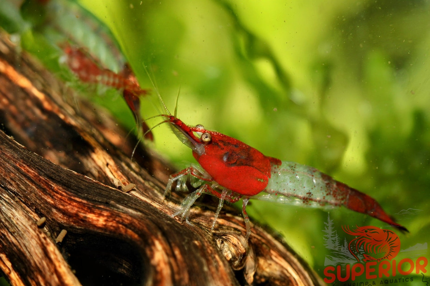 Red Rili Shrimp - Superior Shrimp & Aquatics